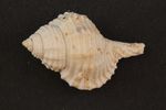 Schnecke_Nr PB18